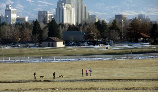 Dogs playing at Rancho San Rafael park in Reno Nevada
