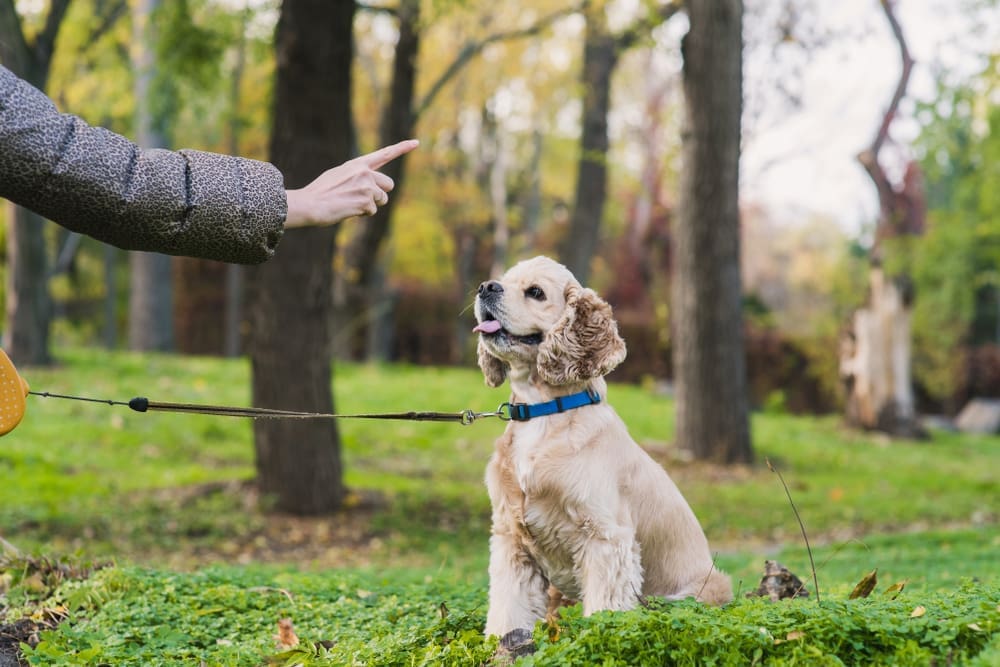 A Master K9 trainer in Sparks, Nevada, with 11 years of experience training high-drive dogs for real-world reliability.